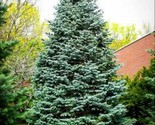 Christmas Day Spruce Picea Meyeri Blue Needles 20 Seeds - $8.99