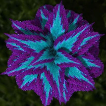 New Fresh Haiyang Series Blue Coleus Seeds Featuring Large Purple Serrated Edges - £3.32 GBP