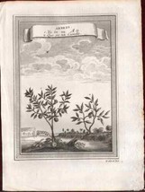 Arbres Trees Plants Copperplate Engraving China Prevost 1749 - $67.56