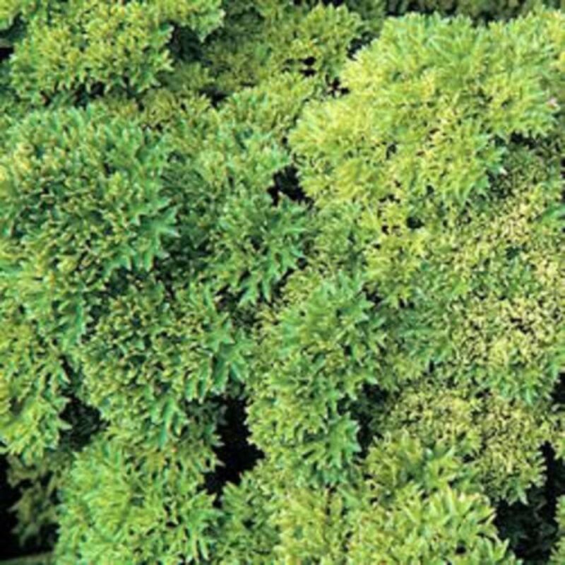 Garden Store 890 Seeds Moss Curled Parsley Petroselinum Crispum Herb Veg... - $6.50