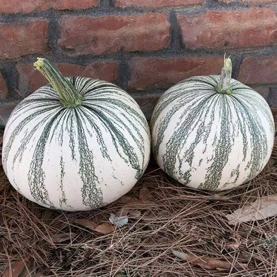 Fresh 10 Silver Edge Pumpkin Seeds For Planting Exotic Striped Squash Sh... - $17.92