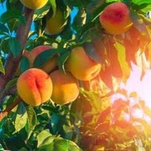 2 Harvester Peach Tree 2 Ft Ready To Plant Now New Fresh  - $1,481.29 MXN