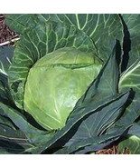 Fast Shipping 1000 Late Flat Dutch Cabbage Seeds Fresh - £8.59 GBP