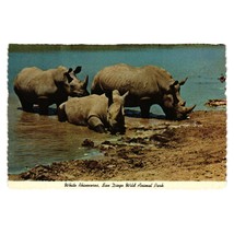 Vintage Postcard White Rhinoceros San Diego Wild Animal Park California D-17994 - £5.34 GBP