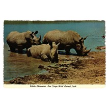 Vintage Postcard White Rhinoceros San Diego Wild Animal Park California D-17994 - £5.15 GBP