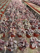BubbleBlooms Peperomia Luna Red Ripple Wholesale Bulk Plants 4 inch 30-Pack - £183.76 GBP