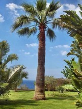 THJAR Washingtonia filifera | California Palm | 10 Seeds - $53.31 MXN