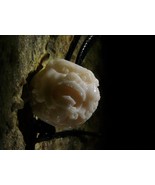 White Dzambala Kubera Wealth Giving Buddha Dharma Protector Amulet izida... - $222.00