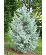 SEPTH Blue Ice Arizona Cypress Tree - Live Plant - ( 1 QT ) - $37.49