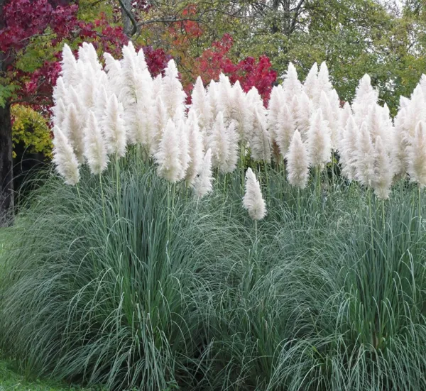 Fresh Giant White Pampas Grass Seeds 500 Seeds Ships From Iowa Made In Usa Orna  - £15.66 GBP
