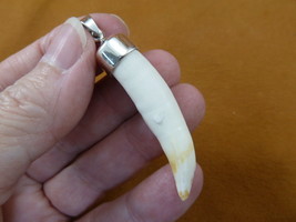 g968-59-13) Big 2-1/8&quot; Gator Alligator Tooth Teeth Silver Capped Pendant Jewelry - £79.77 GBP