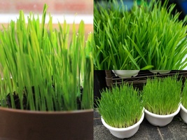 1 OZ=800+ Seeds CAT GRASS Sprouting Pet Diet Digestive Aid Kitchen Window - $17.00