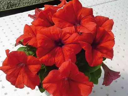 Petunia LimboGP Red 500 seeds - $34.38