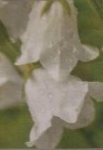Bellflower White Flower Seeds - $8.99