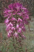 Rocky Mountain Bee Plant- Cleome Serrulata- 50 Seeds Fresh Garden Usa Seller - £5.11 GBP