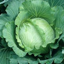 ArfanJaya 1000 Cabbage All Seasons Seeds Suitable For Spring Summer And Fall Gar - £7.62 GBP