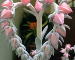 Pink Heart Succulents Flowers Tropical Cactus Echeveria Shaviana 25 Seeds - £5.33 GBP