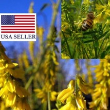 3000 Yellow Sweet Clover Melilotus Officinalis Flower Seeds Garden Fast Shipping - £14.90 GBP