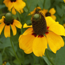 FRESH Clasping Coneflower Seeds | 1258 - £2.99 GBP