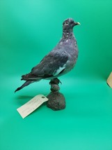 IT90 VTG Stock Pigeon (Columba Oenas) Mount Taxidermy - £129.93 GBP