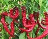 Jimmy Nardello Pepper Seeds 30 Mild Sweet Pepper Garden Vegetable Fast S... - £7.22 GBP