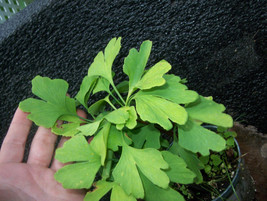 4-6 inches tall - One ginkgo biloba plant 1 yo. Sent with roots wrapped.  - £43.95 GBP