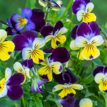 New Fresh Seeds Johnny Jump Up Viola Seeds 300 Flower Tricolor Violet Cornuta Fa - $4.40