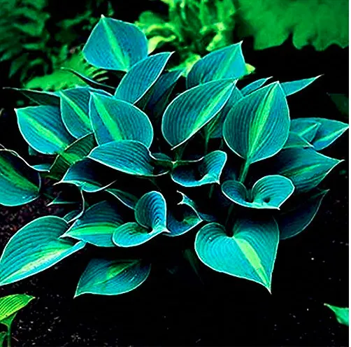 Hot Selling Gimax Green 150 Seeds Hosta Flower Seeds Garden Perennials L... - £7.04 GBP