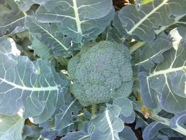 Organic Green Broccoli - calabrese broccoli - code 115 - $4.99