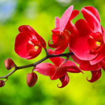 Cymbidium Floribundum Orchid Purplish Red Flowers 100 PCS Seeds - £8.48 GBP