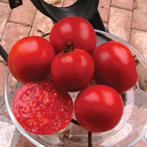 50 Seeds Heinz 1370 Tomato Juicy Tomatoe Vegetable Edible Foodgardening Beautifu - $8.82