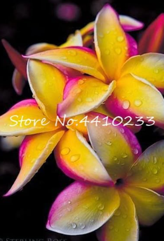 Plumeria Seed Frangipani Hawaiian Lei Flower - $9.99