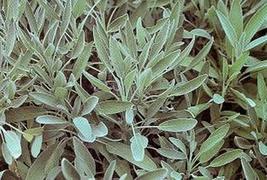 50 Seeds Herb Seeds - Sage Garden Seeds - £18.76 GBP