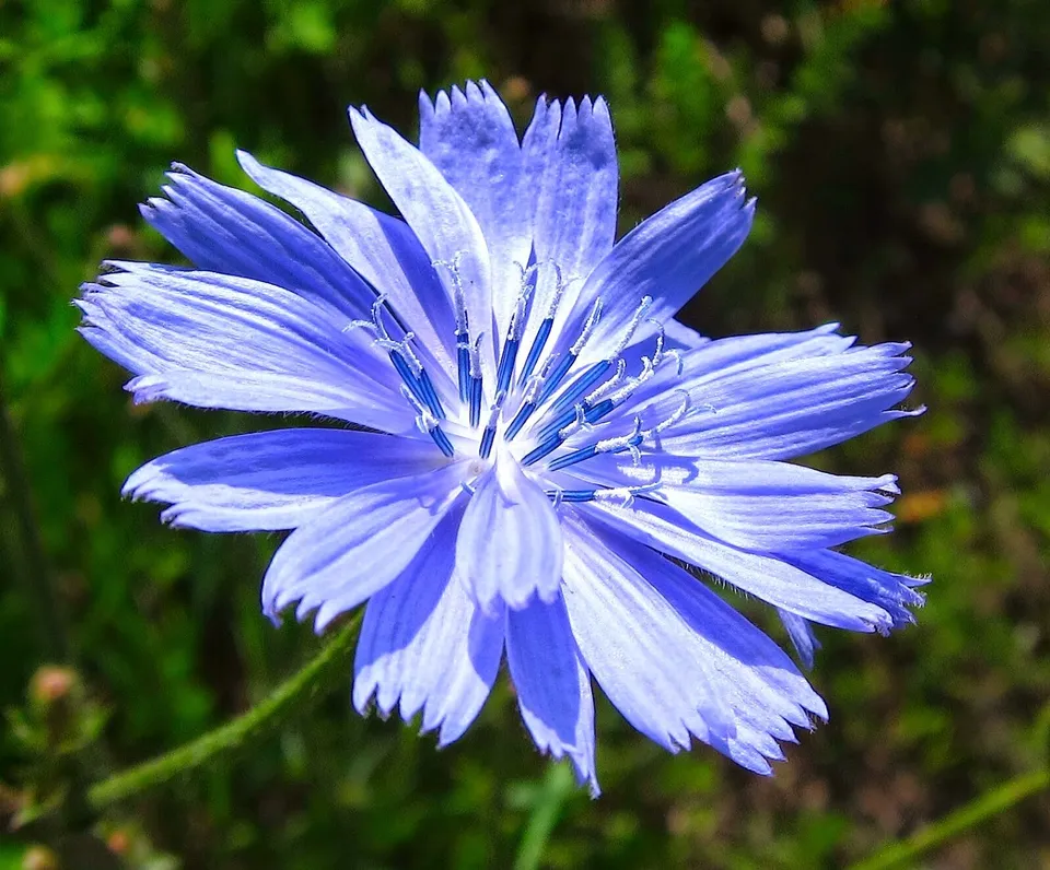 Chicory Cichorium Intybus Blue Dandelion NON GMO 300 Seeds  - £7.53 GBP