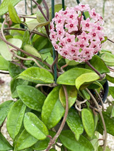 Live Plant Green Hoya Carnosa, Outdoor/Indoor Plant, Houseplant - £22.12 GBP