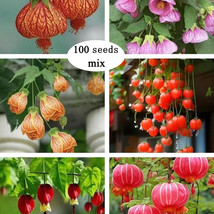 Fuchsia Lantern Flower Seeds Hardy Queen&#39;S Ear Ring Garden Plant Fast Grow - $426.28 MXN