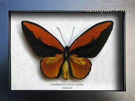 Birdwing Butterfly Ornithoptera Croesus Lydius XXL Framed Entomology Shadowbox - £123.89 GBP