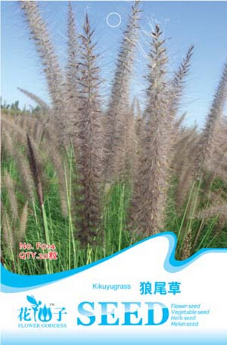 1 Pack 20 Seeds Pack Kikuyu Grass Seeds Pennisetum Alopecuroides Grass #... - $4.01