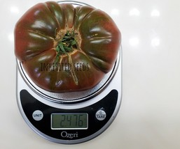 New Fresh Seeds 2 Lb X Large Black Krim Tomato 50 Seeds Fast Ship - $8.58