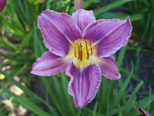 Purple Magic Daylily 3 fans root systems - £18.59 GBP