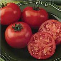 Bush Champion Ii Tomato Seeds 20+ Seeds Non Gmo Fruit Herb Flowe Fresh - £8.45 GBP
