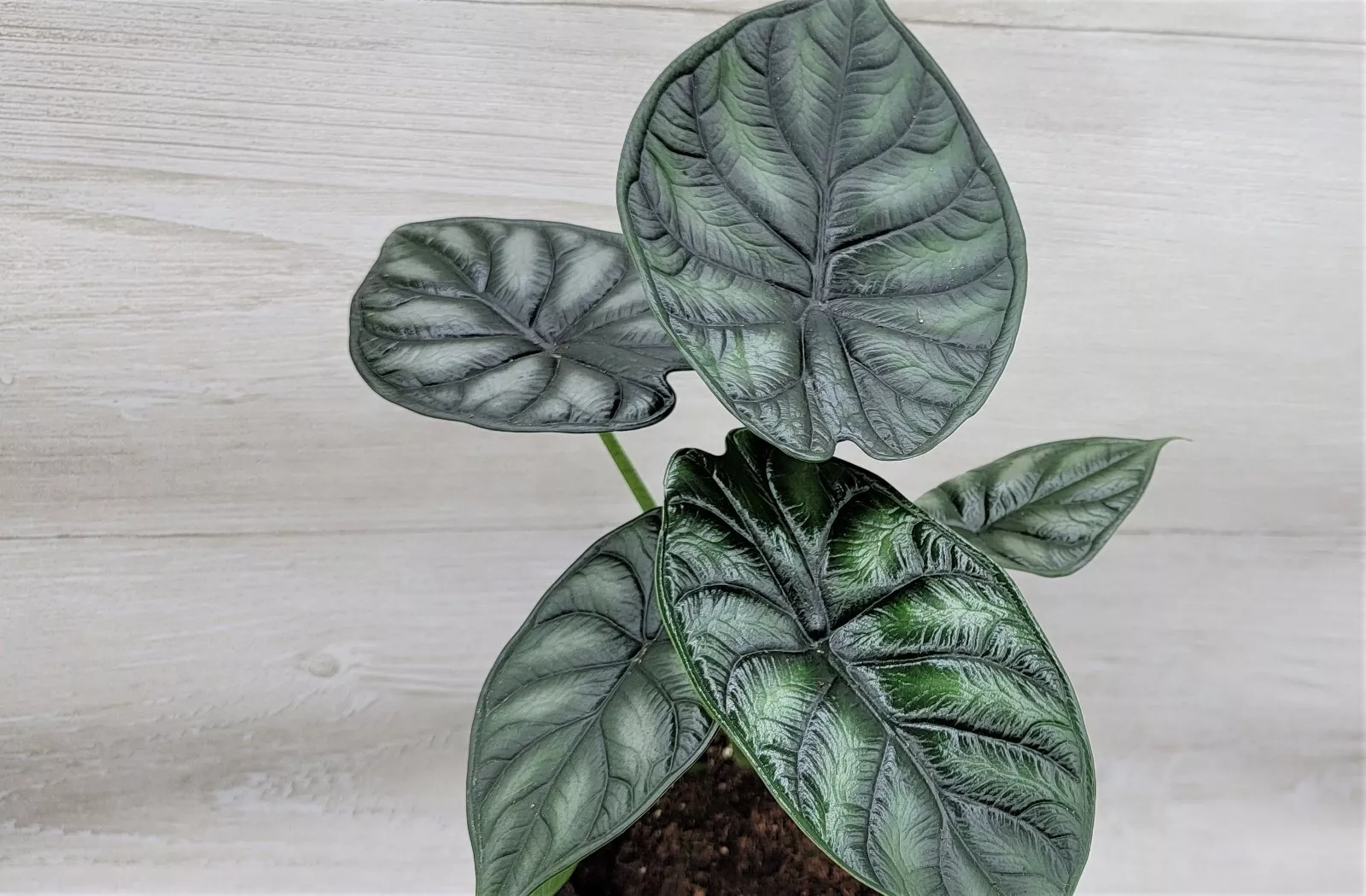 Alocasia Baginda Dragon Scale Live Rare Houseplants in 3 inch pot USA Se... - $30.00