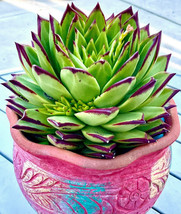 Echeveria Agavoides &#39;Lipstick&#39; Succulent Hen And Chicks Aloe Plant Seed 50 Seeds - £16.22 GBP