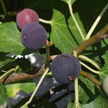 Live Plant  Beer&#39;s Black Fig Tree Live Plant (Dwarf Habit) - Ficus carica - £44.75 GBP