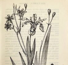 1905 Dwarf And Blackberry Lily Flower Print Pen &amp; Ink Lithograph Antique Art  - £13.76 GBP