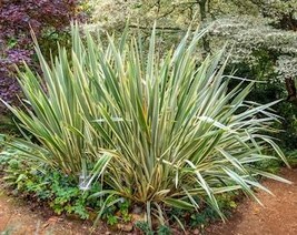 10 Variegated New Zealand Flax Phormium Tenax Variegatum Grass Flower Se... - $10.45