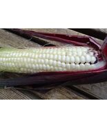Martian Jewel - Succulent white corn in a brilliant maroon husk! - $5.75