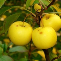 Fast Ship USA Seller European Crab Apple Tree Seeds Malus sylvestris 15 ... - £11.82 GBP