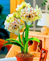 US Seller Amaryllis Bulb Yellow Double Flowers With Few Red Stripes New Fresh Se - £12.05 GBP