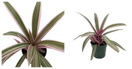 NEW ! Tricolor Moses in the Cradle Plant - Rhoeo - 3.7&quot; Pot - £33.82 GBP